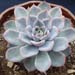 Thumbnail image of Echeveria, 'Lincoln Blue Ice'