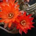 Thumbnail image of Chamaelobivia (Southfield Nurseries Hybrid), 'Lincoln Orange Lustre'