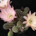Thumbnail image of Chamaelobivia (Southfield Nurseries Hybrid), 'Lincoln Pearl'