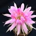 Thumbnail image of Echinopsis (Southfield Nurseries Hybrid), 'Bourne Whirl'