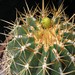 Thumbnail image of Ferocactus, pottsii form