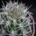 Thumbnail image of Gymnocalycium, achirasense variety kainradliae LB480