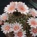 Thumbnail image of Gymnocalycium, albiareolatum P220