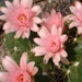 Thumbnail image of Gymnocalycium, buenekeri
