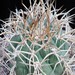 Thumbnail image of Gymnocalycium, cardenasianum