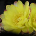 Thumbnail image of Gymnocalycium, doppianum