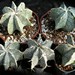 Thumbnail image of Astrophytum, ornatum X myriostigma