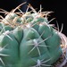 Thumbnail image of Gymnocalycium, oehnanthemum X horstii