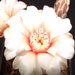Thumbnail image of Gymnocalycium, quehlianum variety albispinum