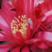 Thumbnail image of Gymnocalycium, sanguiniflorum R765