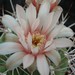 Thumbnail image of Gymnocalycium, weissianum
