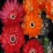 Thumbnail image of Lobivia, Cinnabarina variety grandiflora