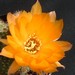 Thumbnail image of Chamaelobivia, 'Goldie'