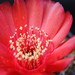 Thumbnail image of Lobivia, marsoneri fa grandiflora Stellatus