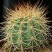 Thumbnail image of Lobivia, nivalis R581