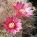 Thumbnail image of Mammillaria, bocasana fa pink fl.