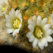 Thumbnail image of Mammillaria, carmenae