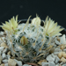 Thumbnail image of Mammillaria, duwei