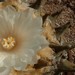 Thumbnail image of Ariocarpus, Retusus