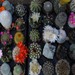 Thumbnail image of Mixed Cacti, Beginner's Giant Collection