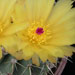 Thumbnail image of Notocactus, buiningii