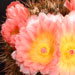 Thumbnail image of Notocactus, roseoluteus