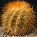 Thumbnail image of Parodia, aureicentra variety omniaurea
