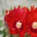 Thumbnail image of Parodia, cruci Nigricentra