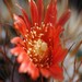 Thumbnail image of Parodia, escayachensis