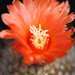 Thumbnail image of Parodia, mazanensis P27
