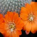Thumbnail image of Rebutia (Aylostera), leuconella sp.n. KK1835