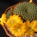 Thumbnail image of Rebutia (Aylostera), marsoneri