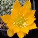 Thumbnail image of Rebutia (Aylostera), senilis variety kesselringiana