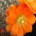 Thumbnail image of Rebutia (Aylostera), simoneana R739