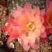 Thumbnail image of Rebutia (Aylostera) Hybrids, 'Bliss'