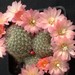 Thumbnail image of Rebutia (Aylostera) Hybrids, 'Candy'