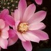 Thumbnail image of Rebutia (Aylostera) Hybrids, 'Jenny'