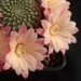 Thumbnail image of Rebutia (Aylostera) Hybrids, 'Joy'