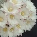 Thumbnail image of Rebutia (Aylostera) Hybrids, 'Liberty'