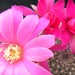 Thumbnail image of Rebutia (Aylostera) Hybrids, 'Linda'