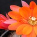 Thumbnail image of Rebutia (Aylostera) Hybrids, 'Melody'