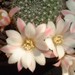 Thumbnail image of Rebutia (Aylostera) Hybrids, 'Merry'