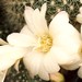 Thumbnail image of Rebutia (Aylostera) Hybrids, 'Misty'