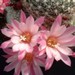 Thumbnail image of Rebutia (Aylostera) Hybrids, 'Morning Joy'