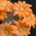 Thumbnail image of Rebutia (Aylostera) Hybrids, 'Orange Clown'