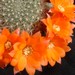 Thumbnail image of Rebutia (Aylostera) Hybrids, 'Orange Glow'