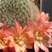 Thumbnail image of Rebutia (Aylostera) Hybrids, 'Pink Supreme'