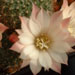 Thumbnail image of Rebutia (Aylostera) Hybrids, 'Prima Donna'
