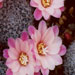 Thumbnail image of Rebutia (Aylostera) Hybrids, 'Seranade'
