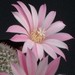 Thumbnail image of Rebutia (Aylostera) Hybrids, 'Splendour'